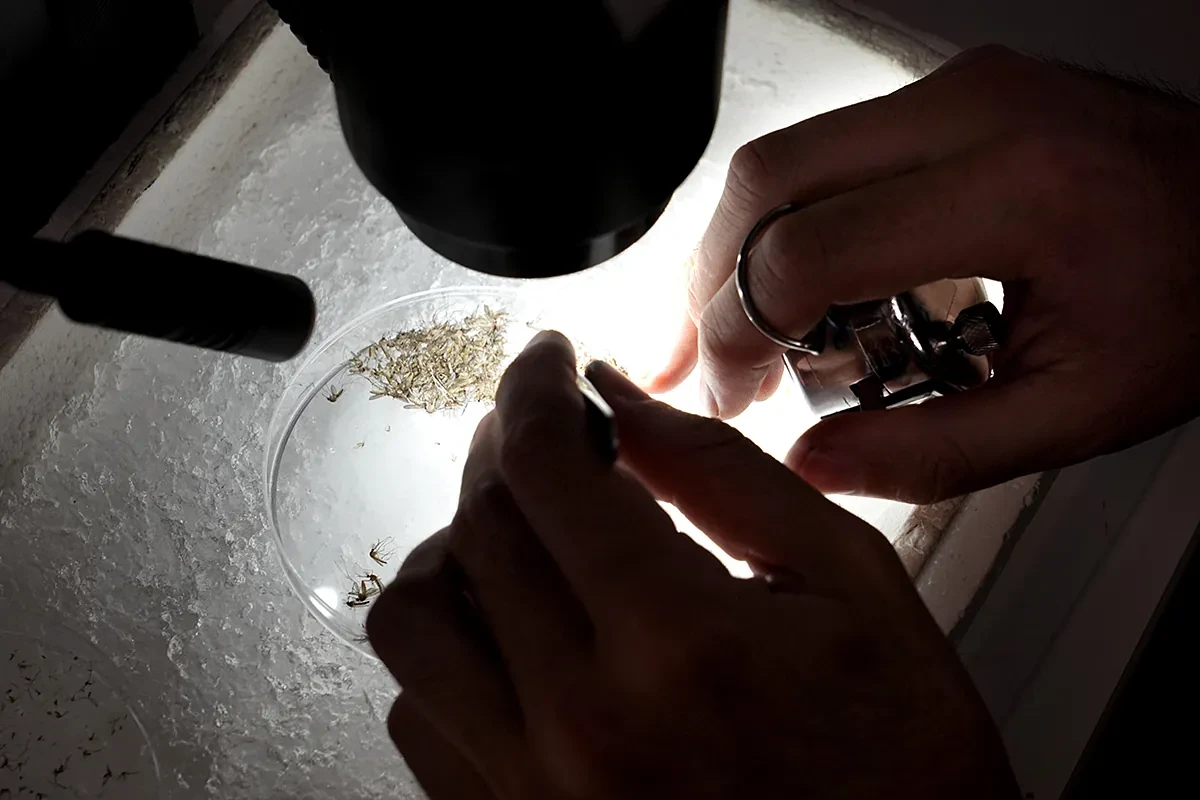 Así vigila a los mosquitos Jordi Figuerola: 