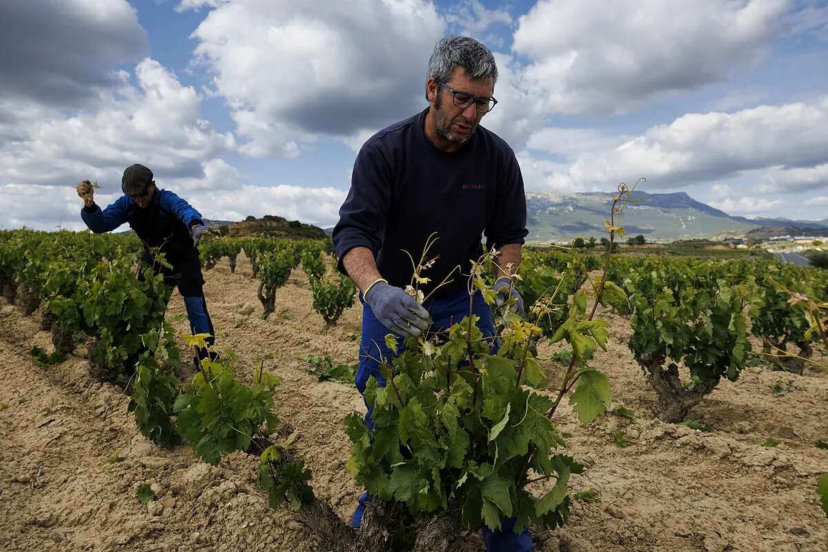 Los aranceles de Trump al campo español amenazan al vino, los dulces y el queso y mitigan su impacto en el aceite y la aceituna