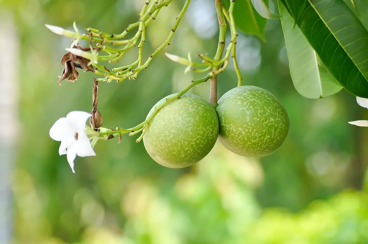 El árbol pong pong, la planta venenosa que ha dado conocer la serie The White Lotus y cuyo fruto ha matado a miles de personas