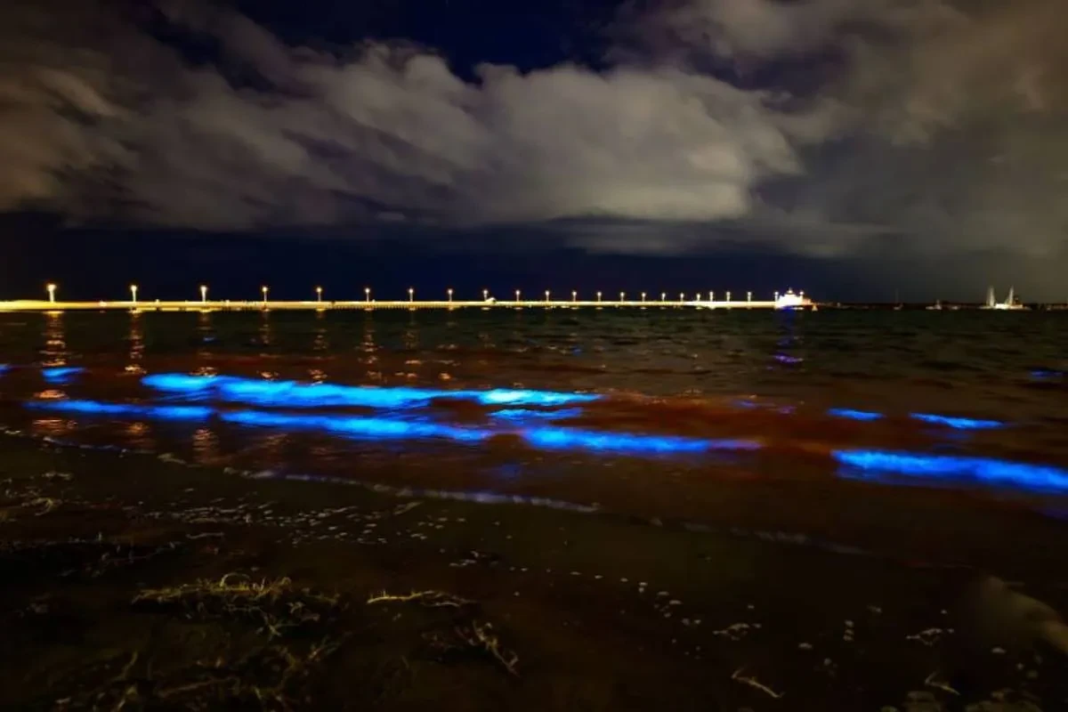 Unas algas bioluminiscentes iluminan las costas de Melbourne: 