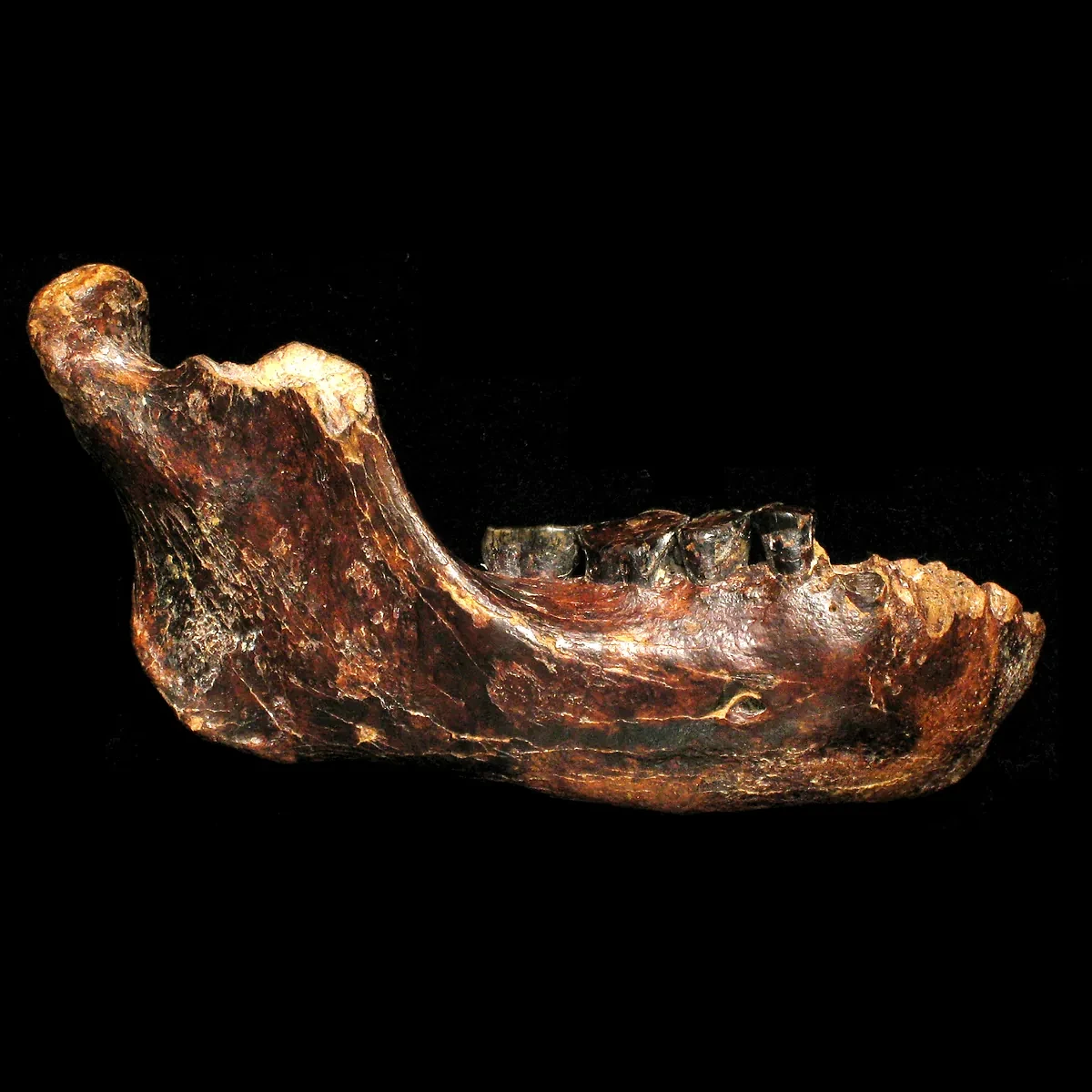 Un denisovano en Taiwán: esta mandíbula prueba la presencia de la enigmática especie humana en el sudeste asiático