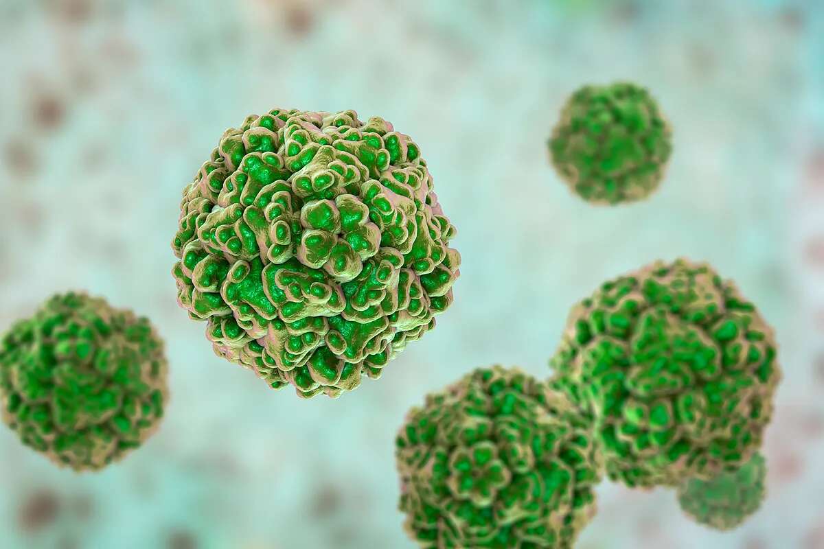 Investigadores españoles detectan en nuestro país un tipo de enterovirus poco conocido ligado a enfermedad respiratoria y neurológica