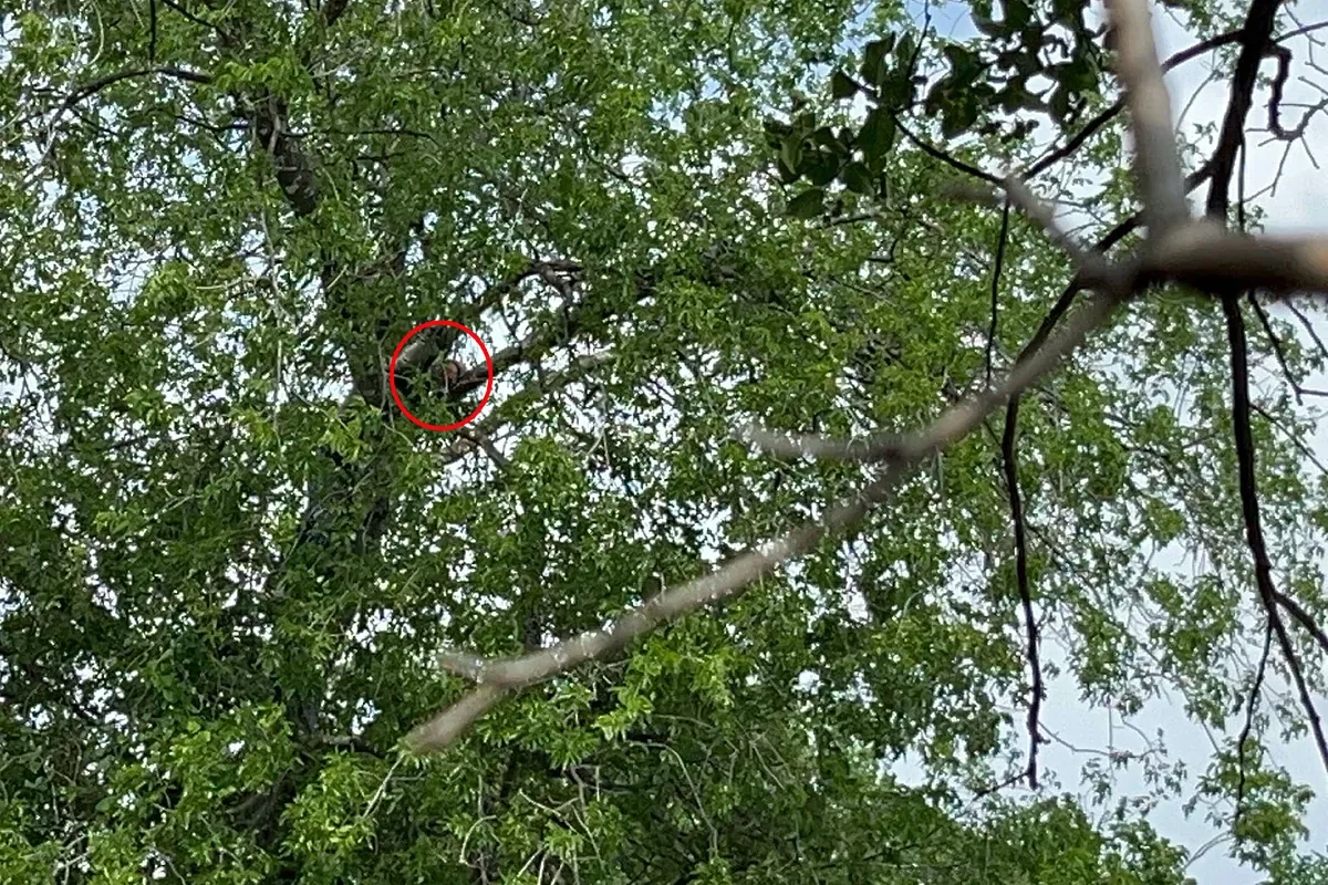 Un inmigrante pasa ocho horas subido a un árbol en San Antonio (Texas) para evitar ser deportado
