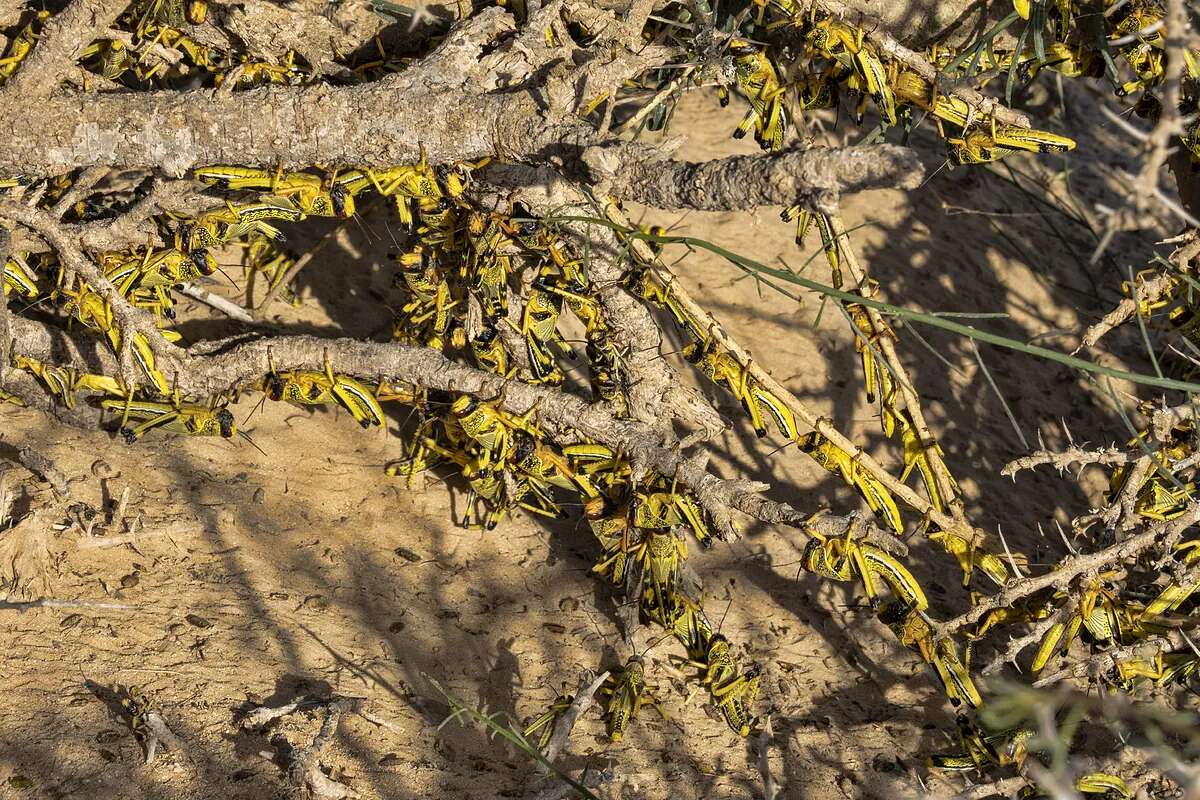 La plaga de langostas del desierto de Libia llega al sur de Túnez y de Argelia