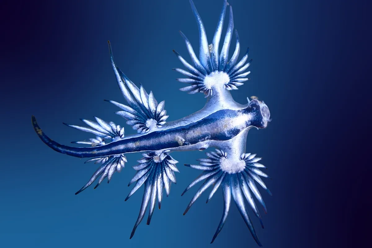 Encuentran dragones azules venenosos en la playa de Famara, en Lanzarote: 