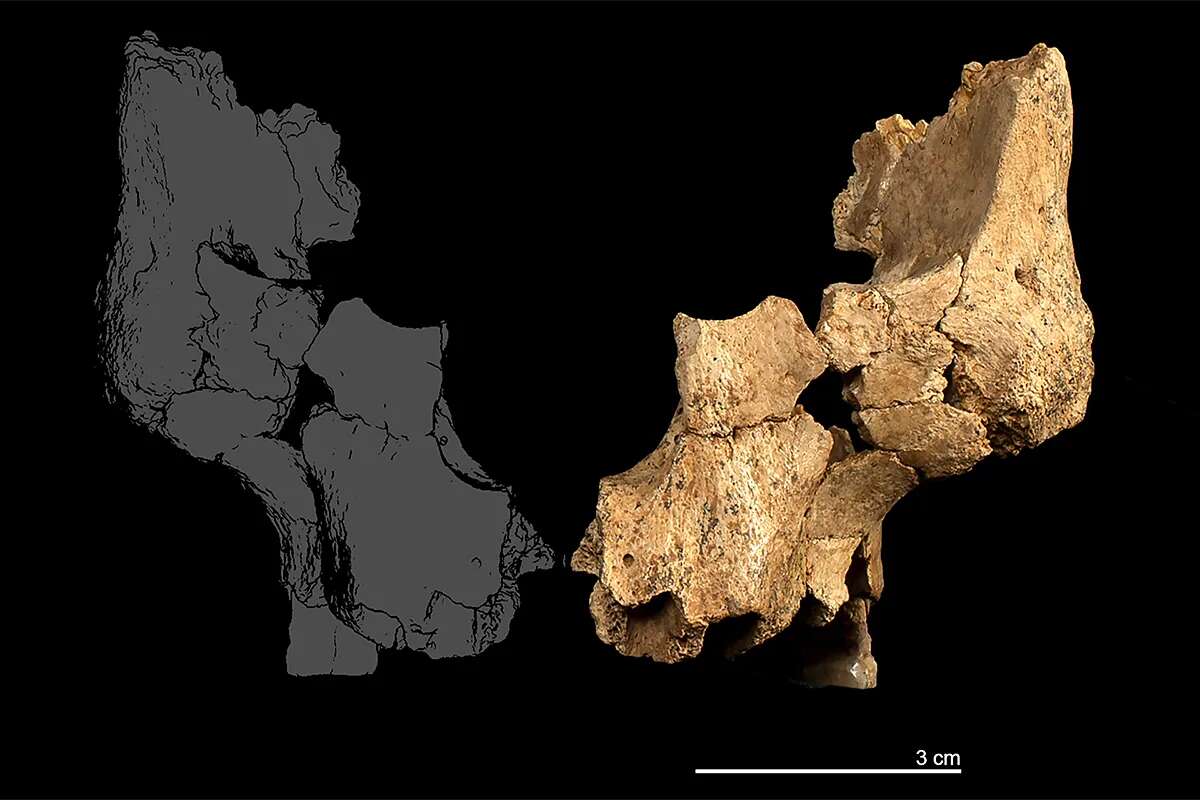 Pink, el hallazgo de Atapuerca que reescribe nuestra historia: Así vivía el europeo occidental más antiguo