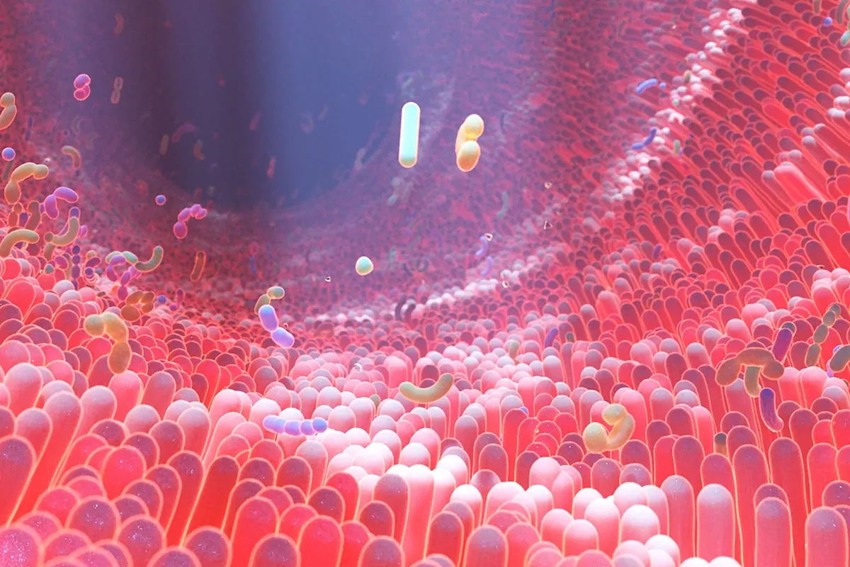 Trasplante de microbiota fecal: un estudio señala que podría tener efectos imprevistos en otras zonas del sistema digestivo