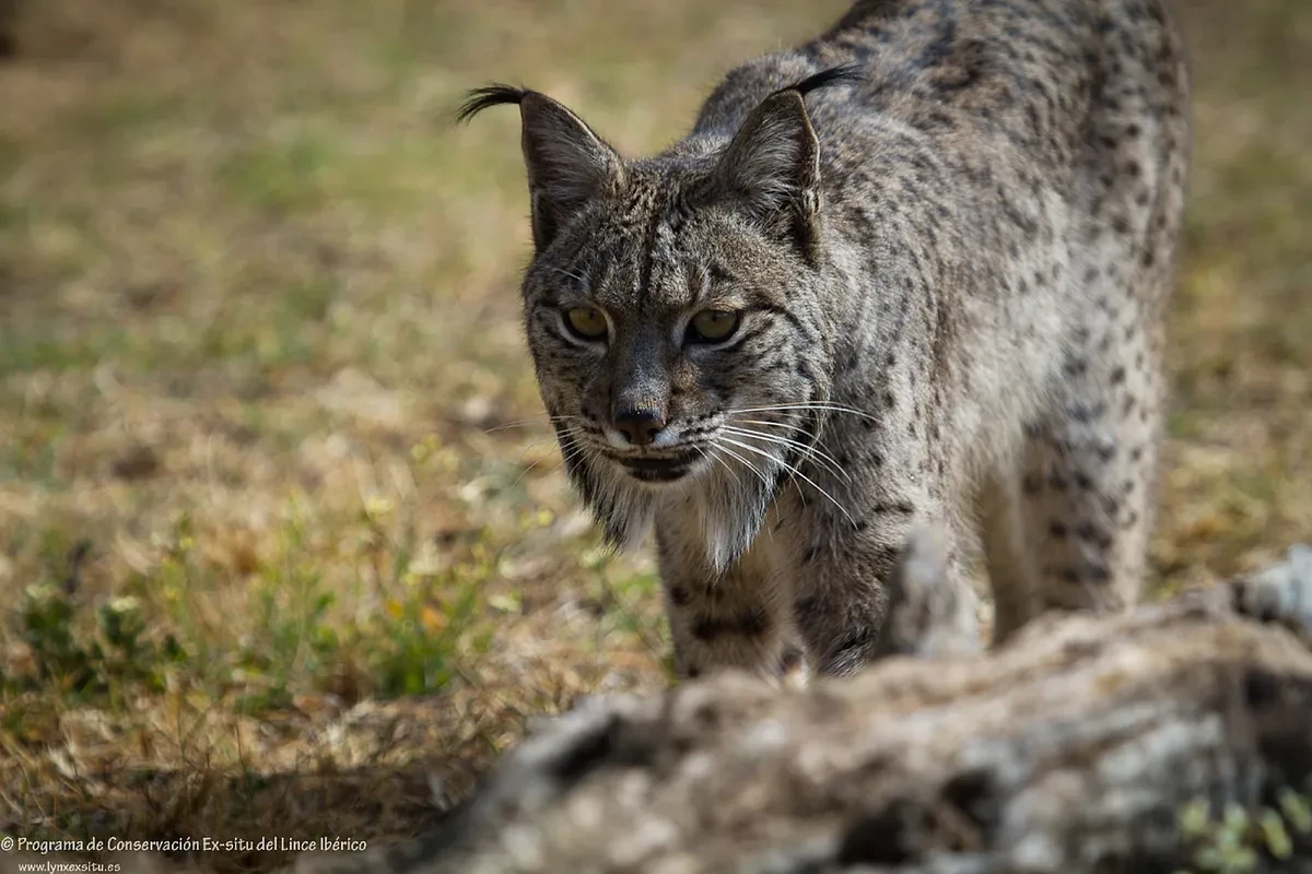 El lince blanco de Jaén no es albino, solo es un lince estresado
