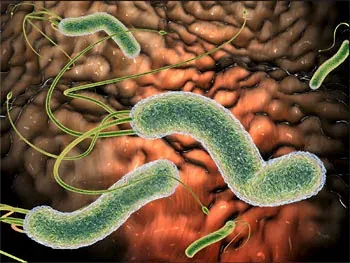 Esta bacteria provocará 11 millones de casos de cáncer gástrico en los próximos años