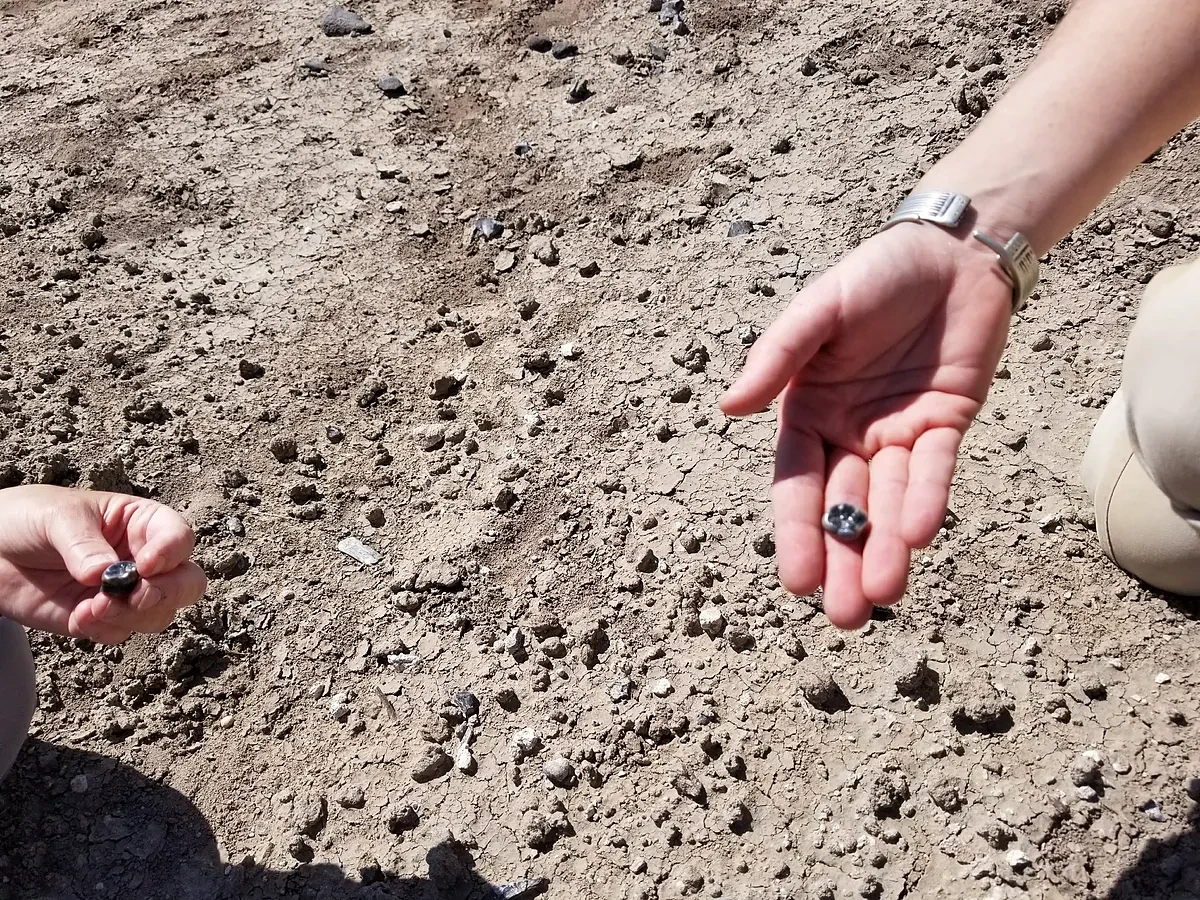 Hallan una nueva especie de Australopithecus que coexistió con los primeros Homo
