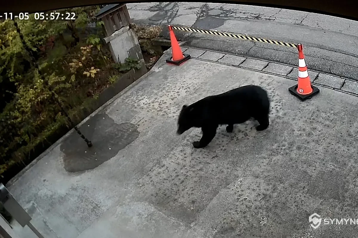 100 heridos y más de 10 muertos por ataques de osos hacen que Japón despliegue a su ejército