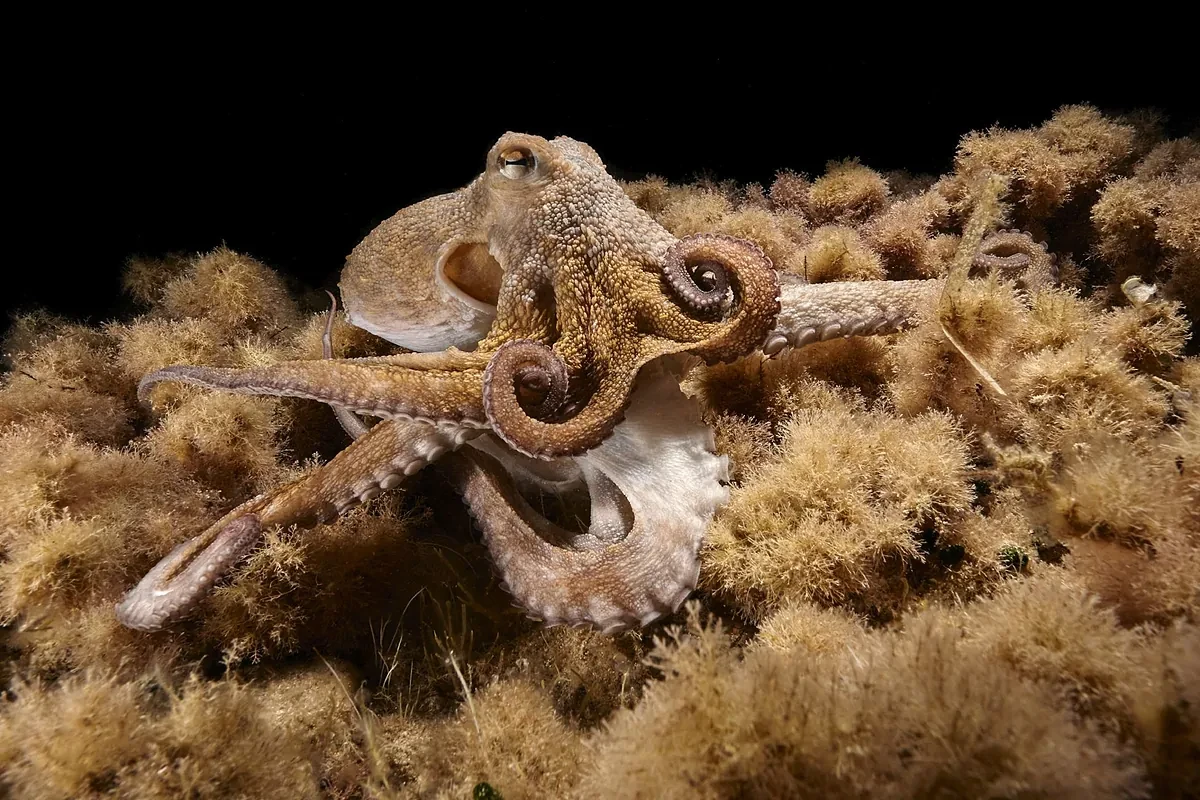Salvador, un pulpo con nueve brazos que nada en aguas de Ibiza
