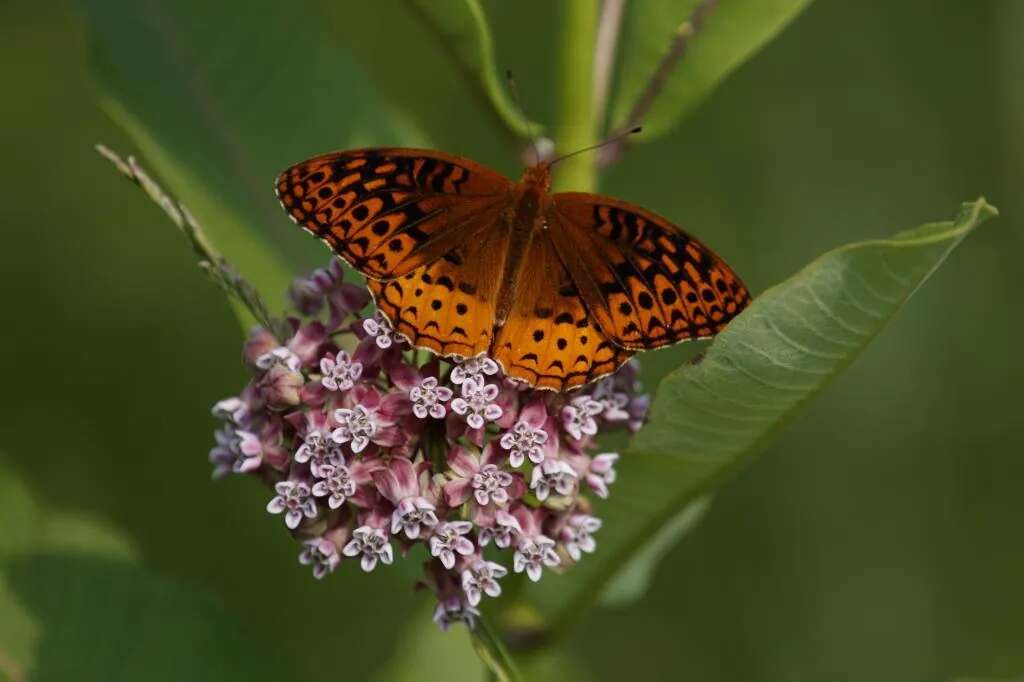 EEUU se queda sin mariposas a una velocidad 