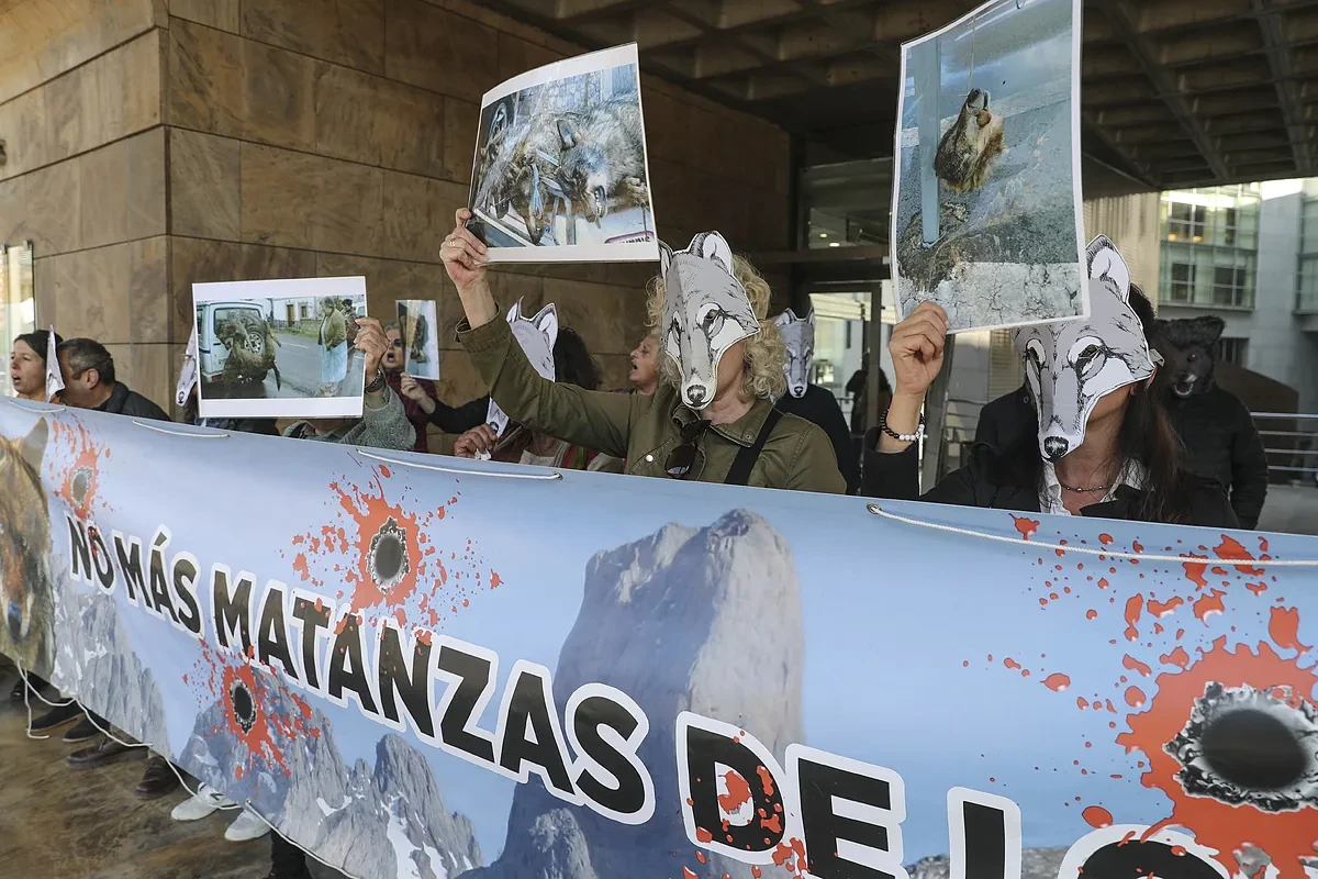 Los 27 acuerdan rebajar la protección del lobo y tendrán más margen en la gestión de las poblaciones locales