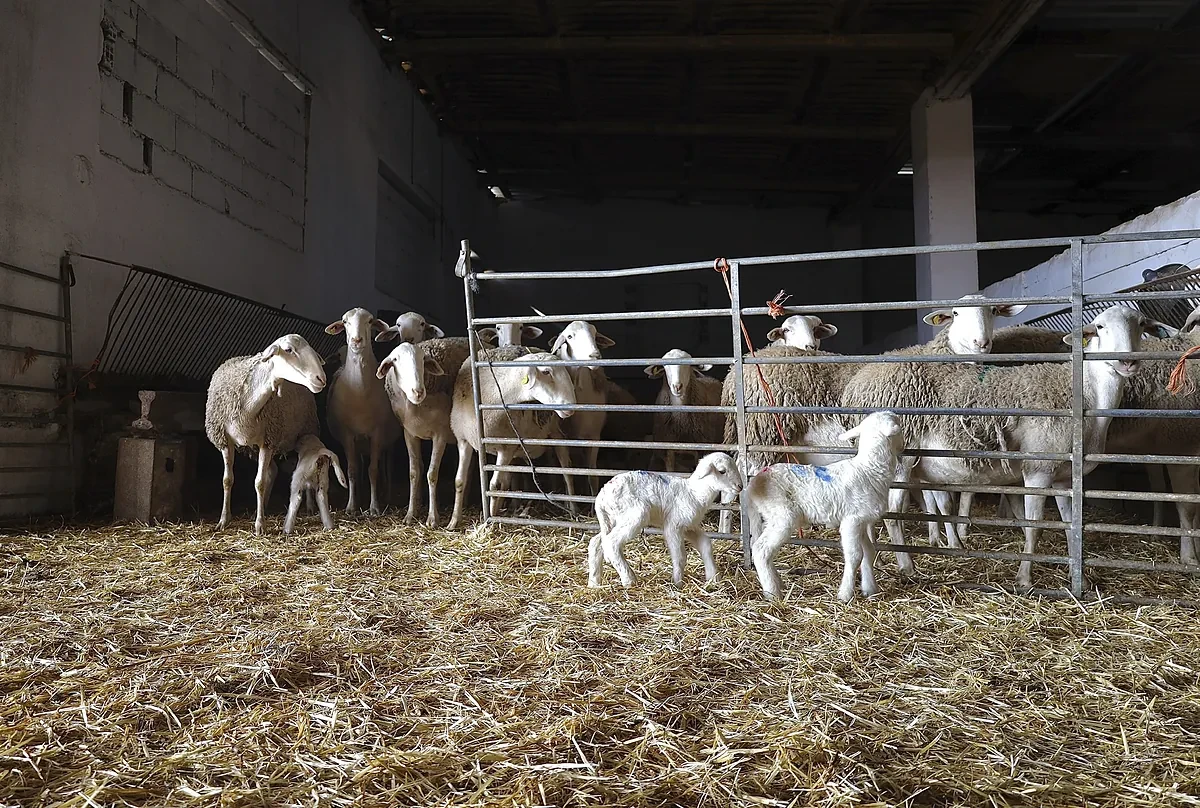 Detectan nuevos focos de lengua azul en Asturias, Castilla y León, País Vasco, La Rioja y Andalucía