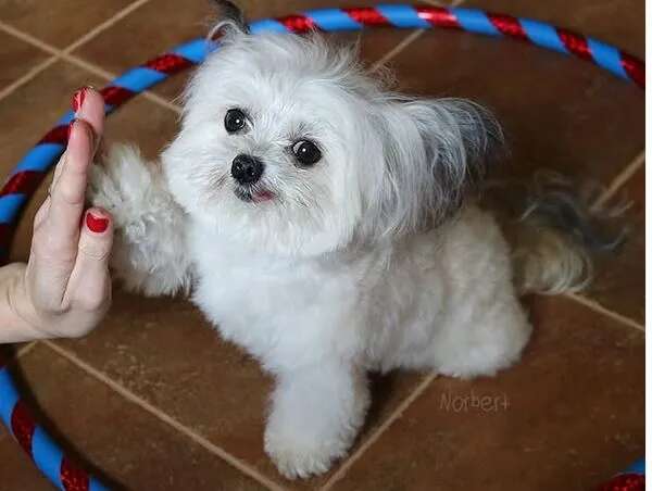 Adiós a Norbert, el perrito terapeuta que llevó alegría a los hospitales y cautivó a millones de personas en internet