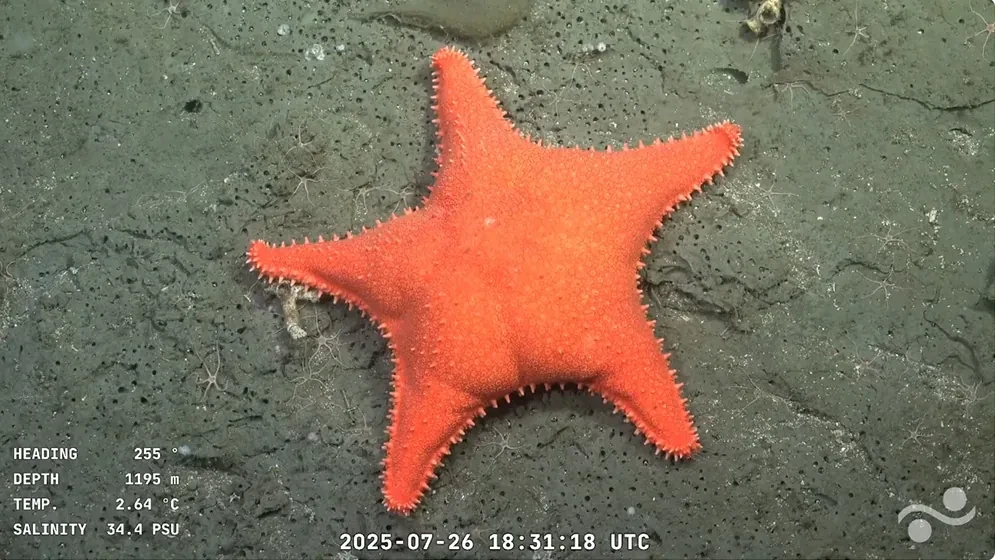 La expedición que lleva los misterios del fondo marino al salón de tu casa: 