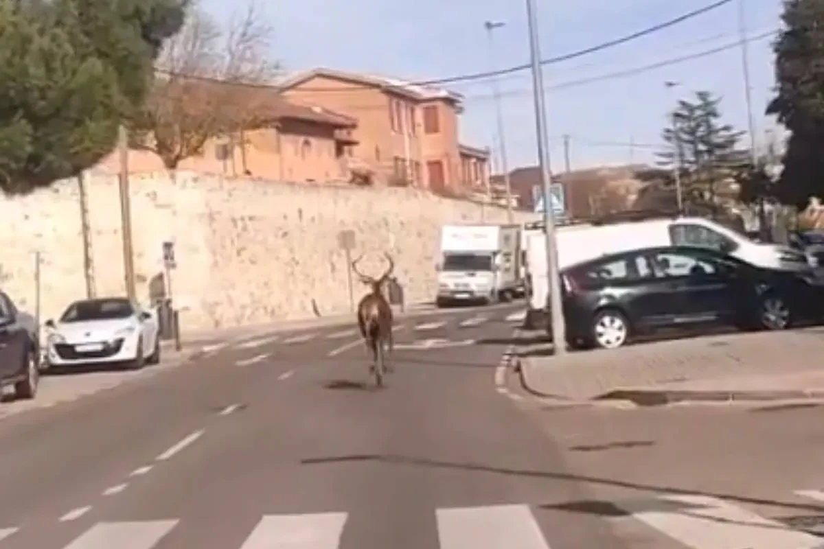 Un ciervo se adentra en la ciudad de Zamora y se refugia en un parking del casco antiguo