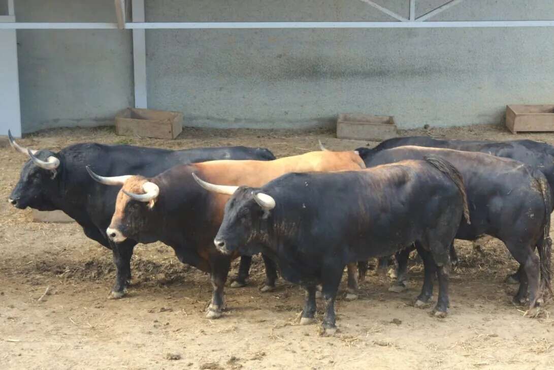 Los toros de La Palmosilla para Pamplona ya están en los Corrales del Gas, que abren al público este domingo