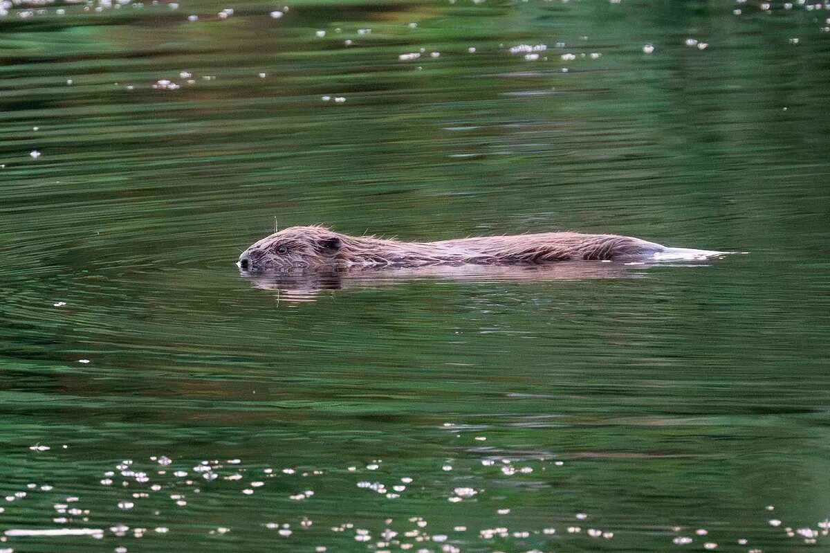 Hallan por primera vez castores en el río Tajo, donde llevaban siglos desaparecidos