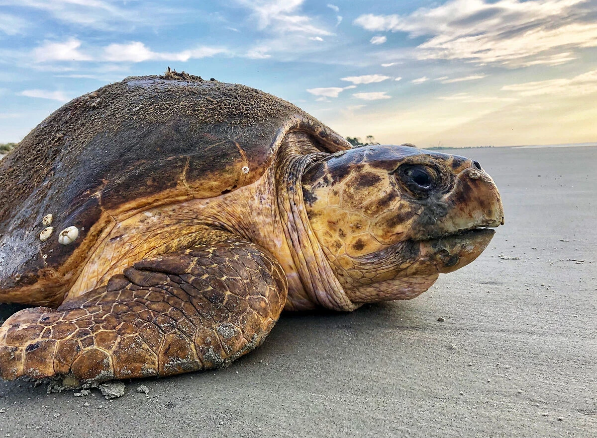 Encuentran una tortuga en Galápagos que se creía extinguida hace más de cien años
