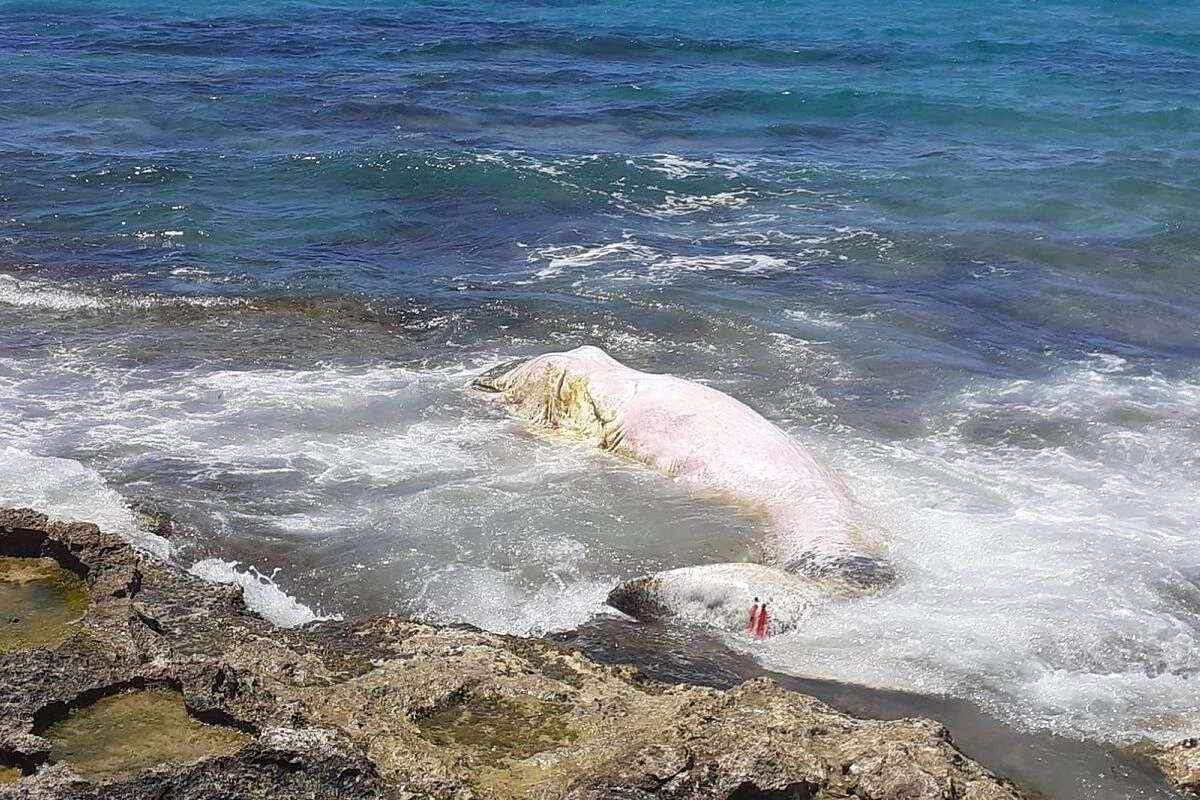 Aparece muerto un segundo cachalote en Mallorca