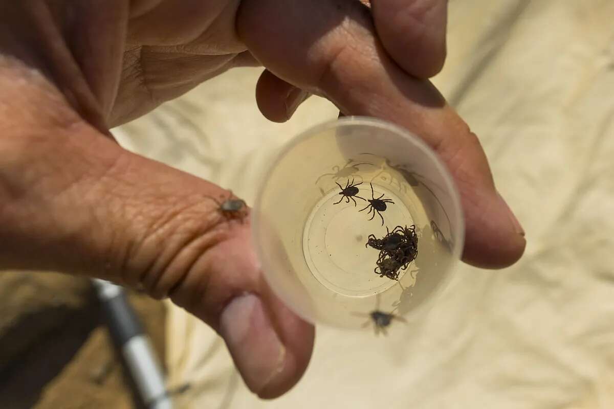 Más garrapatas, más mosquitos que transmiten infecciones y más días de calor extremo, estas son las secuelas de los cambios del clima en 2023