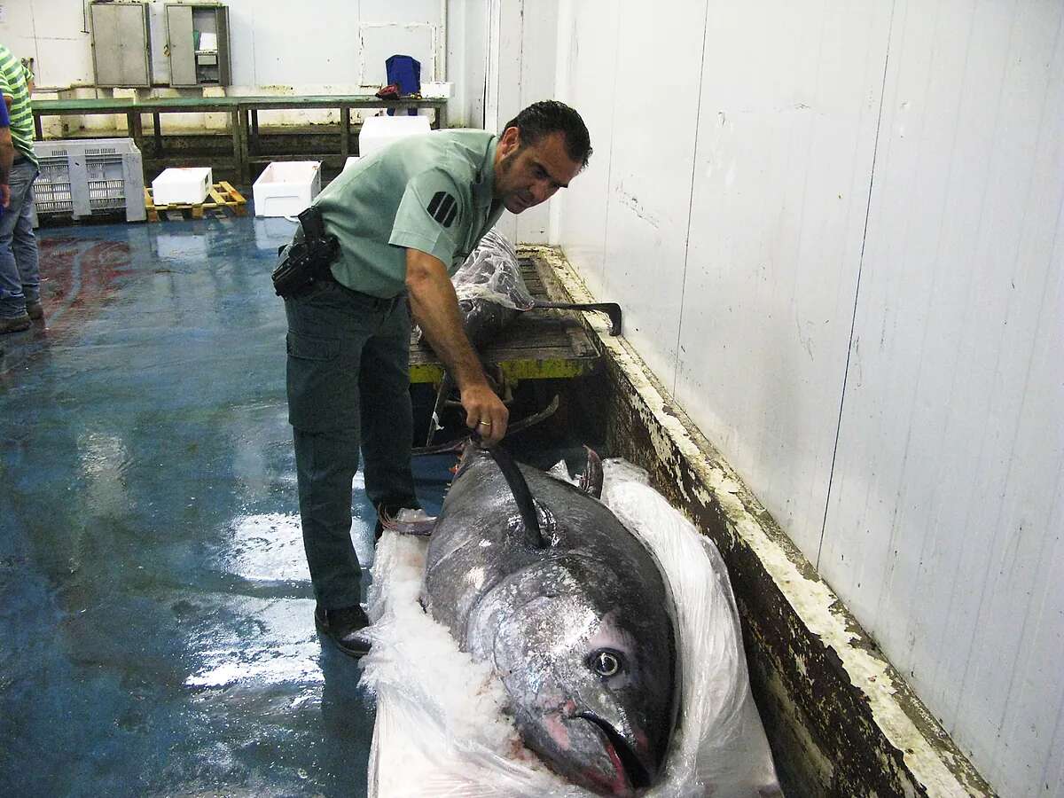 La Audiencia sienta en el banquillo a la mayor exportadora mundial de atún rojo por recurrir a la pesca ilegal y no respetar las normas sanitarias