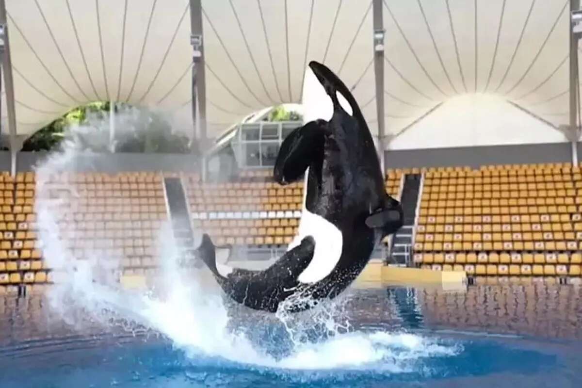 Muere Keto, la orca que llegó a Loro Parque (Tenerife) desde Orlando hace casi 20 años