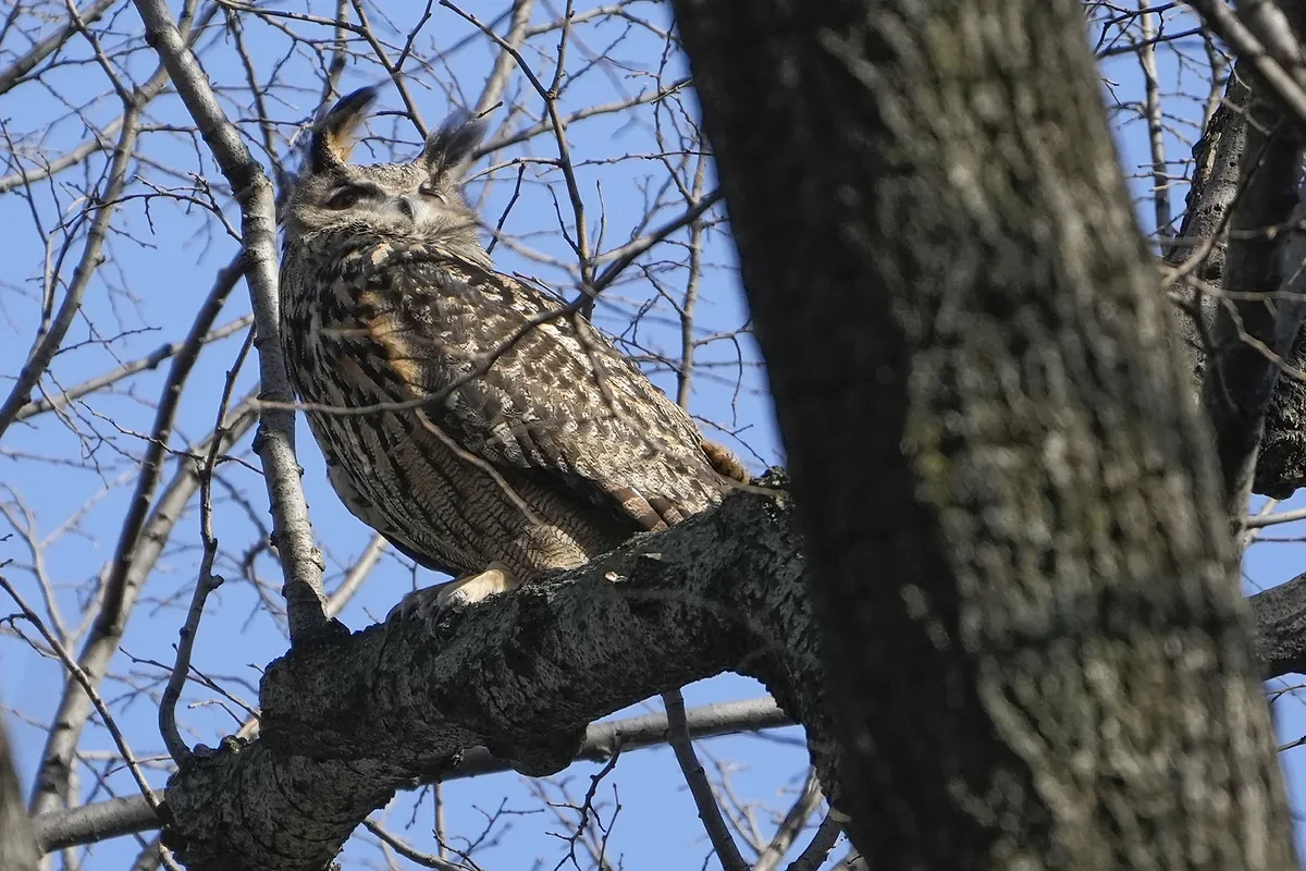 Muere el búho Flaco un año después hacerse famoso tras escapar del zoo de Nueva York
