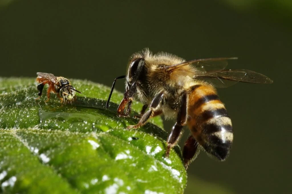'Leche' de almendras: un negocio que est matando a miles de millones de abejas