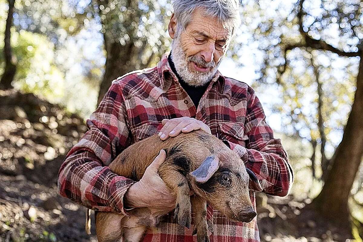 Javier Bardem y su duelo a jamonazos por la última voluntad de Bigas Luna en el festival de San Sebastián: 