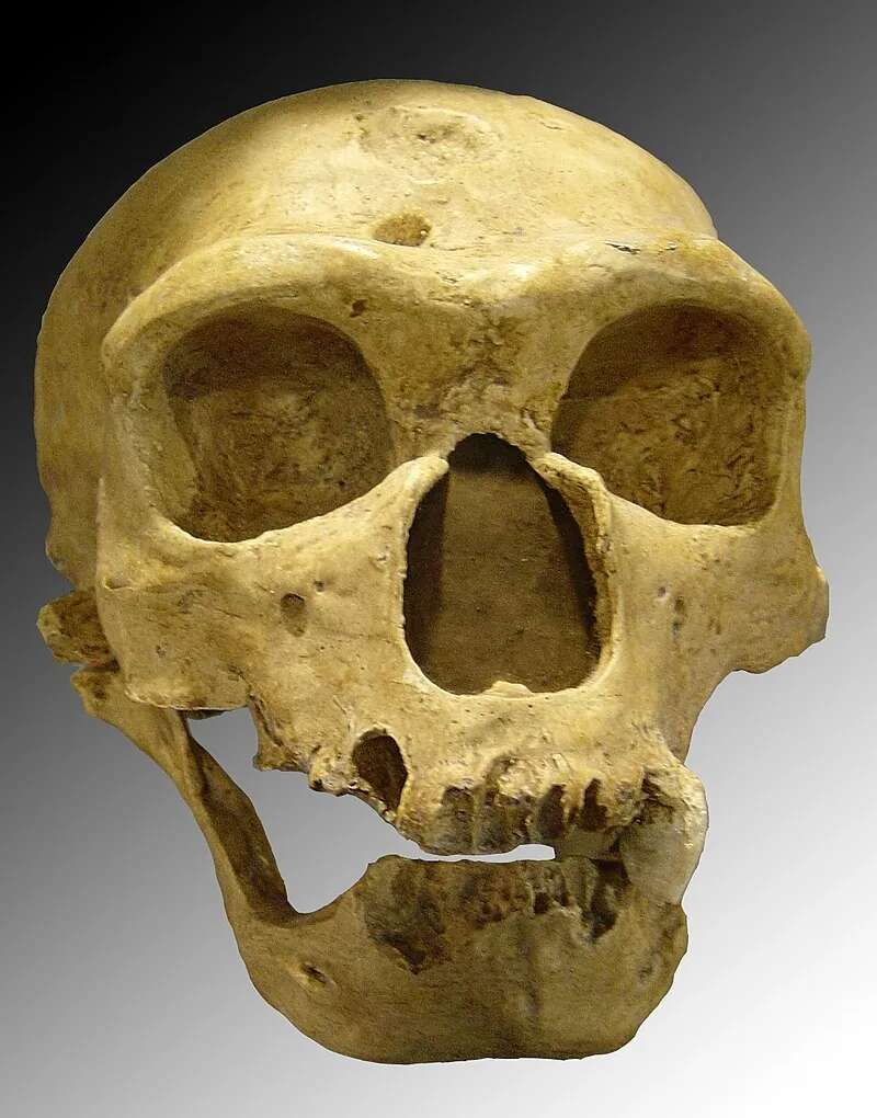 La inteligencia artificial revela un vínculo mucho más íntimo entre neandertales y humanos modernos