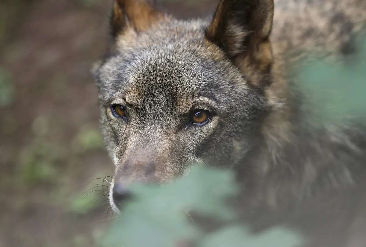 La UE rebaja la protección internacional del lobo como paso previo a modificar las reglas comunitarias