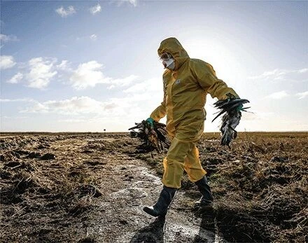 La gripe aviar H5N8 podra ser la prxima pandemia?