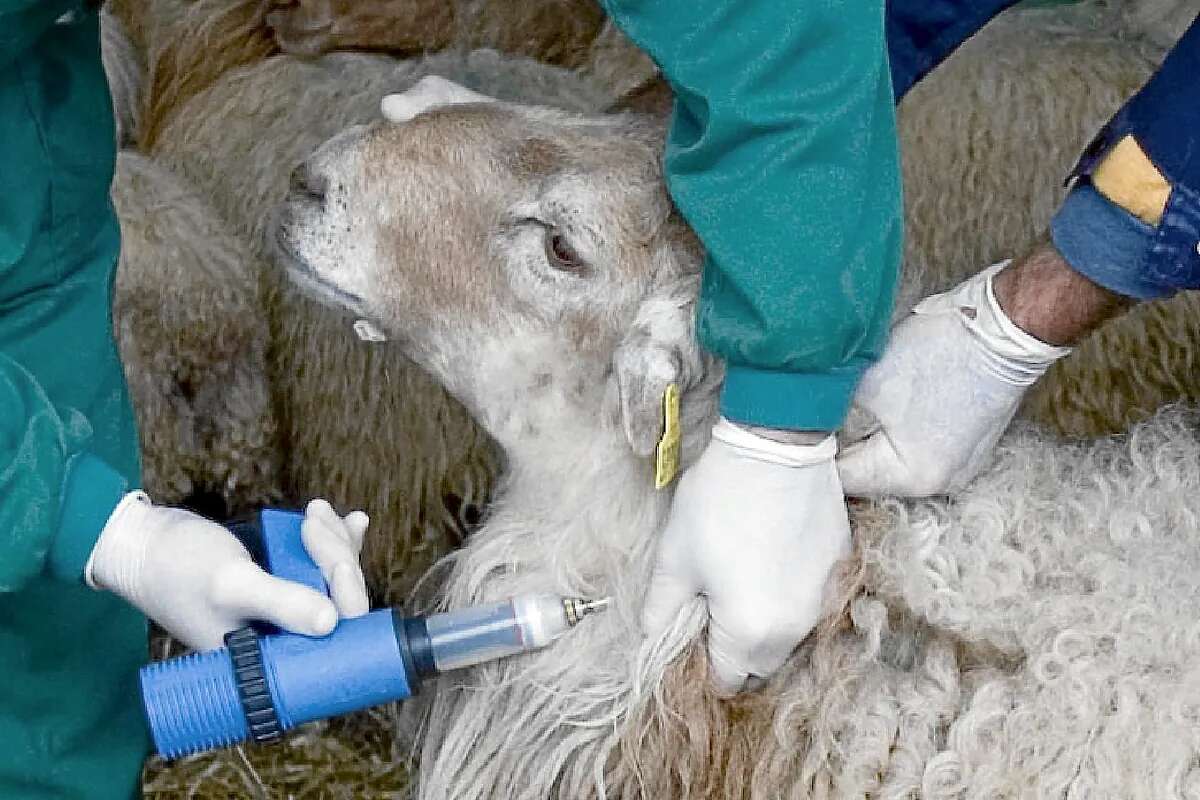 El virus de la lengua azul llega a una explotación en Extremadura pese al cierre de fronteras con Portugal