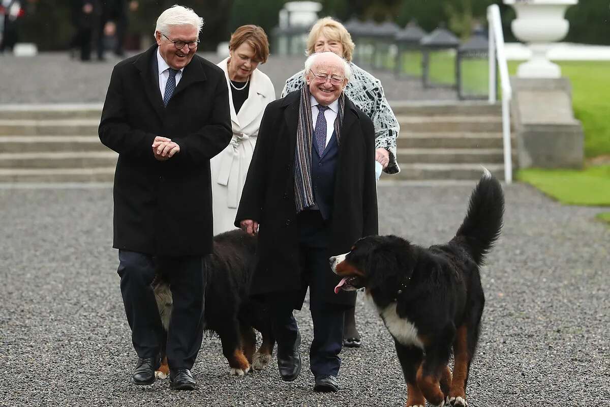 En ruedas de prensa, entregas de medallas, con otros mandatarios... La diplomacia canina del presidente de Irlanda