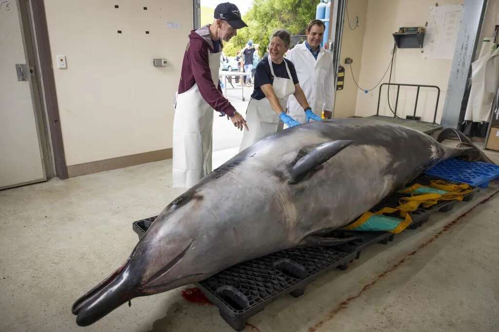 Un equipo de científicos empieza a diseccionar una ballena picuda de Bahamonde, considerada la especie más desconocida