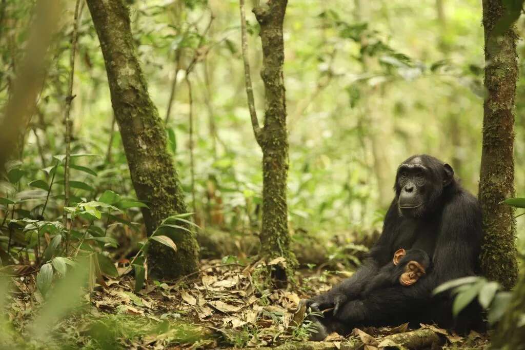 Los chimpancés han evolucionado genéticamente para vivir en zonas con malaria