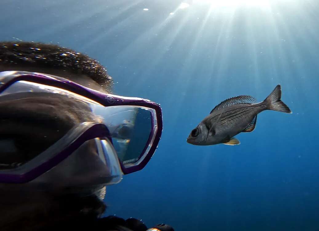 Los peces que viven bajo el mar distinguen a los buceadores y recuerdan cuáles llevan comida