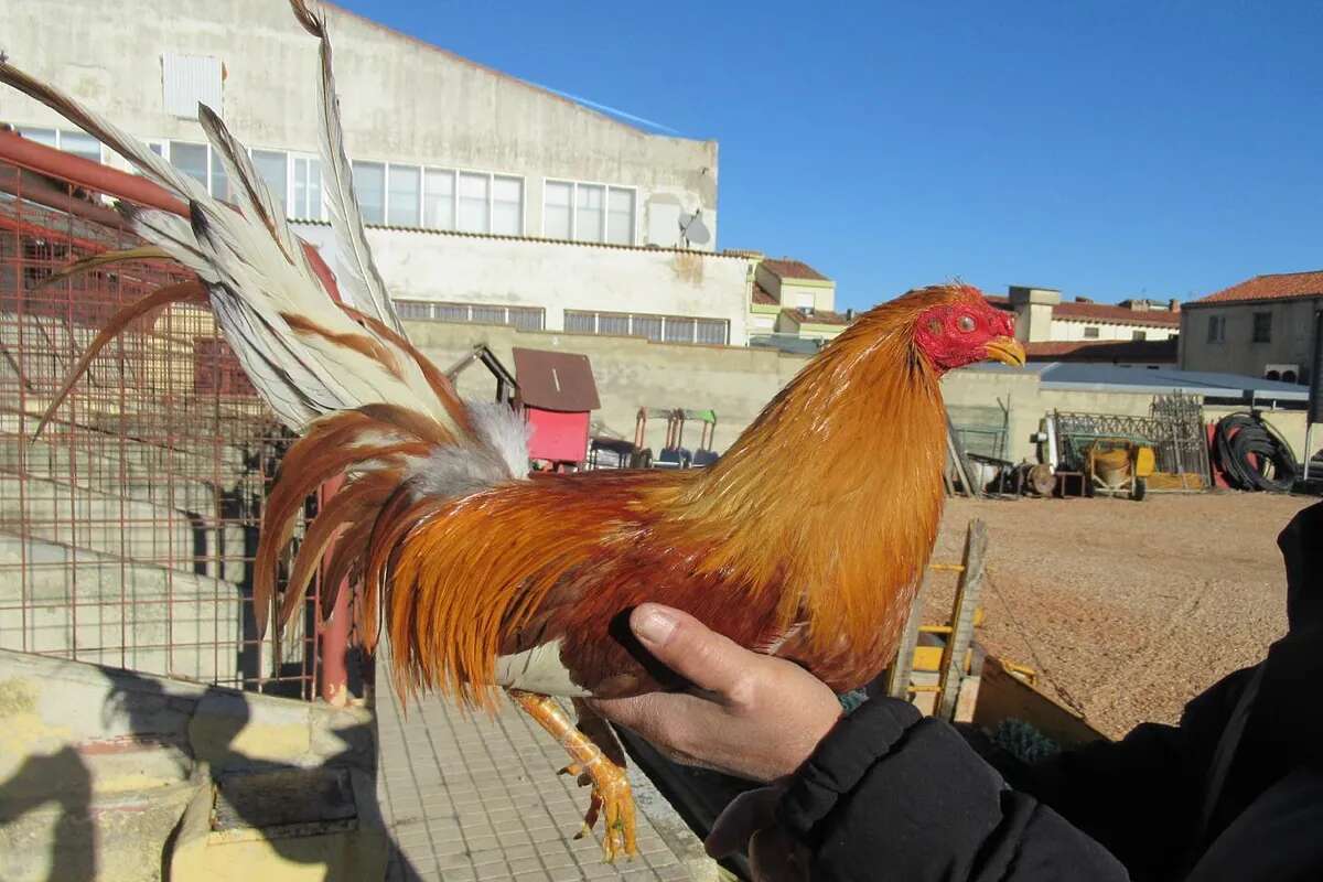 Investigan por un delito contra los animales a uno de los propietarios de los gallos de Valladolid que denunció el robo en un vídeo viral