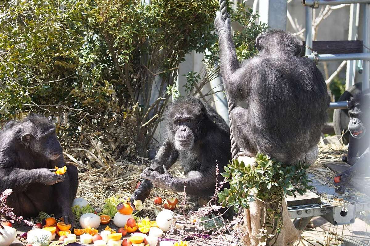 Los chimpancés también van juntos a orinar: 