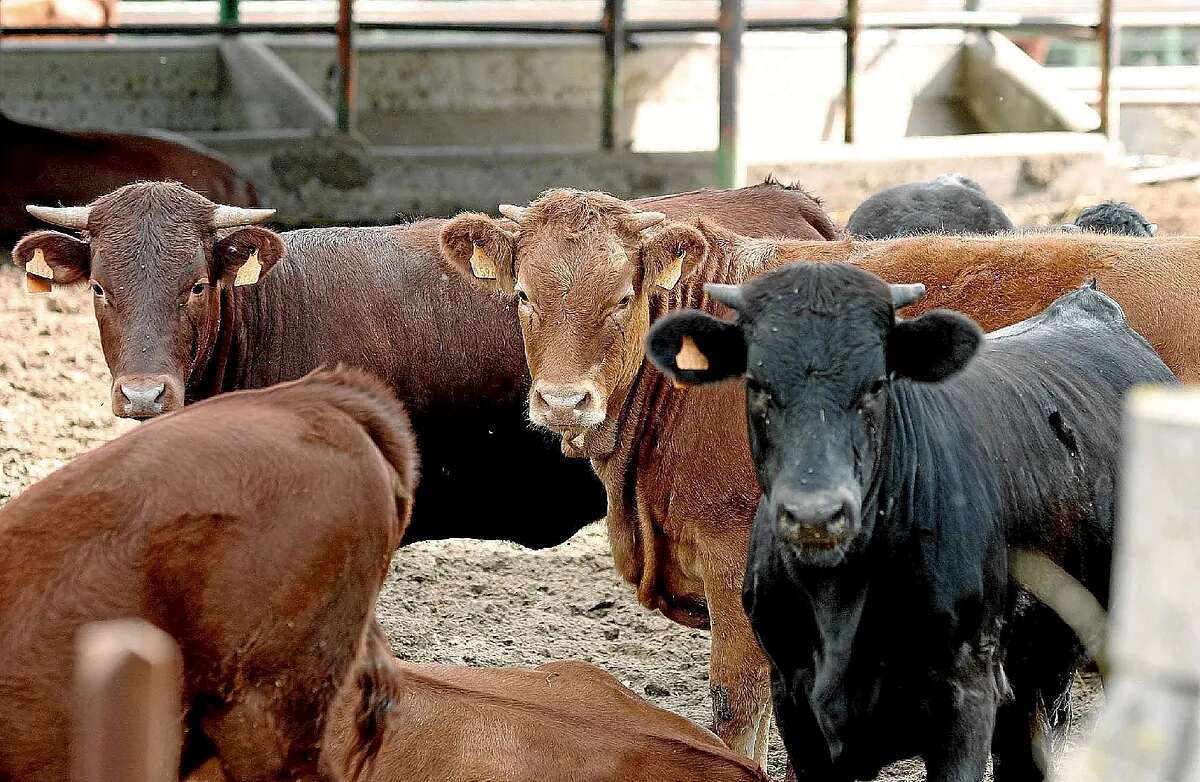 Agricultura confirma cinco focos más de lengua azul en Extremadura