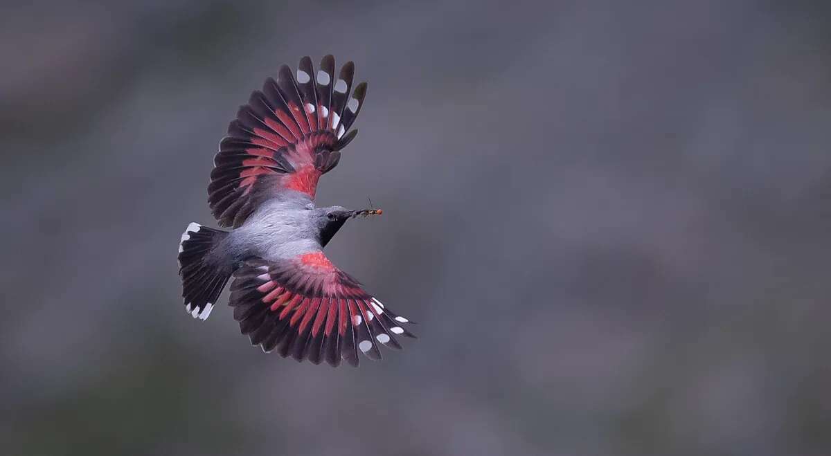 Un dudoso honor para el treparriscos, el esquivo pájaro escalador