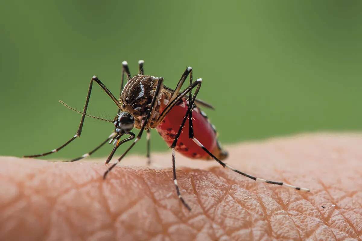 Mosquitos: quién les atrae más, por qué y consejos para defenderse de forma eficaz