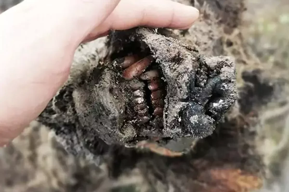 Hallan en el suelo helado de Siberia el primer cadver de un oso de las cavernas