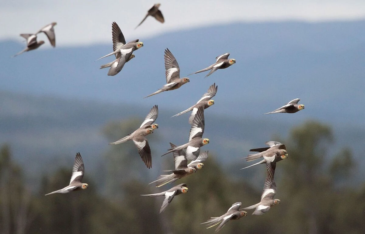 El censo ms detallado revela que hay 50.000 millones de aves en todo el mundo