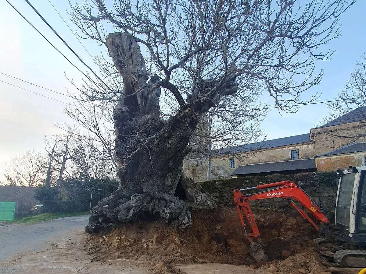 Batalla entre alcalde y ecologistas por salvar un castaño de más de 500 años en Vime de Sanabria (Zamora): 