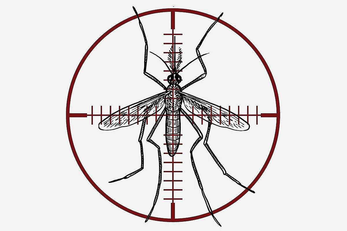 Todo lo que debe saber sobre el mosquito 'tigre'
