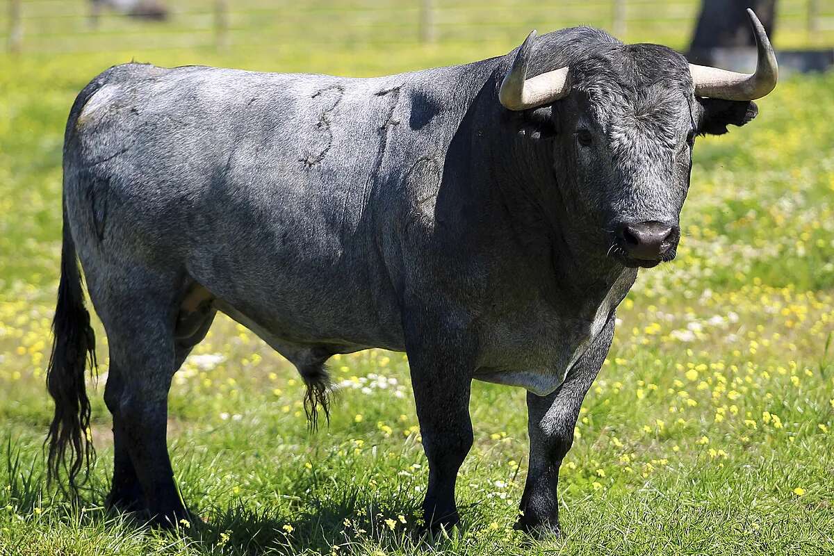 Muere en una pelea con otros toros Cobradiezmos, el victorino indultado por Escribano en la Maestranza